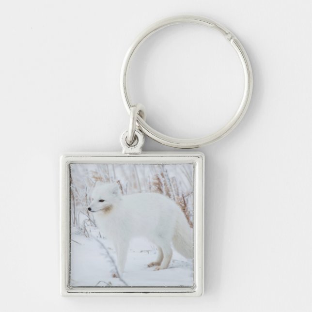 Polarfuchs Schlüsselanhänger (Vorne)