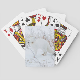 Polarfuchs Spielkarten
