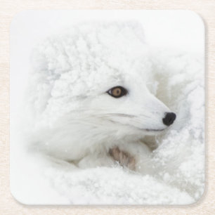 Polarfuchs zusammengerollt im Winter Rechteckiger Pappuntersetzer