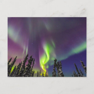 Polarlicht Fairbanks, Alaska Postkarte