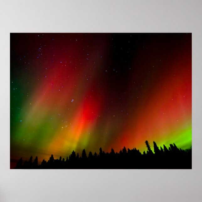 Polarlicht und Bäume Poster (Vorne)