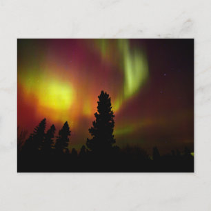Polarlicht und Bäume Postkarte
