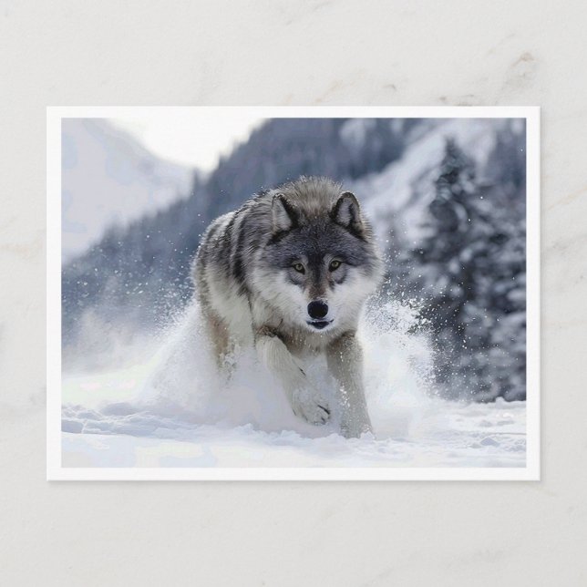 Polarwolf. Postkarte (Vorderseite)