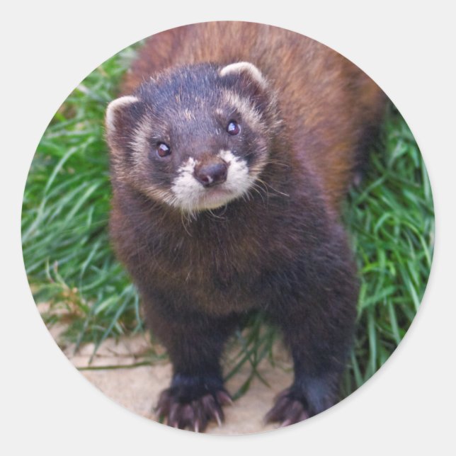 Polecat-Aufkleber Runder Aufkleber (Vorderseite)