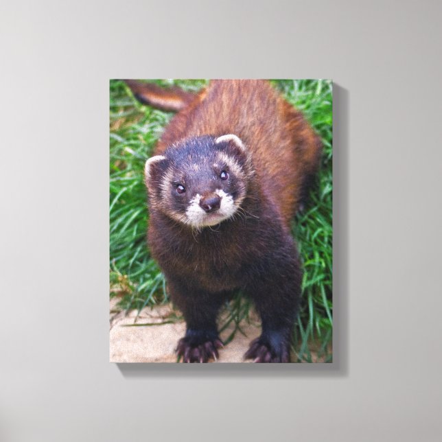 Polecat Wrapped Canvas Leinwanddruck (Vorderseite)
