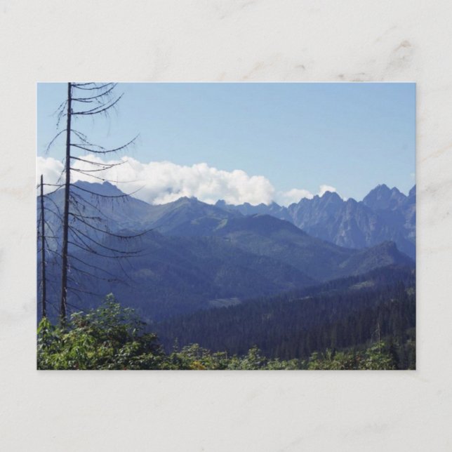 POLEN POSTKARTE (Vorderseite)