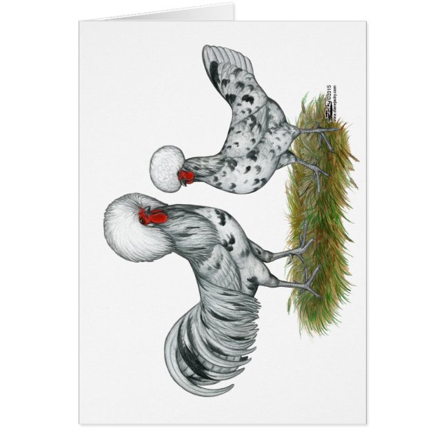 Polish Splash Chickens (Vorne)