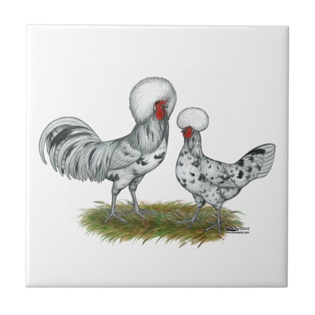 Polish Splash Chickens Fliese (Vorderseite)