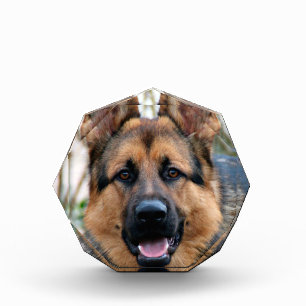 Polizeihund Fotoblock