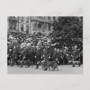 Polizeihunde auf dem Parade: frühe 1900er Jahre Postkarte