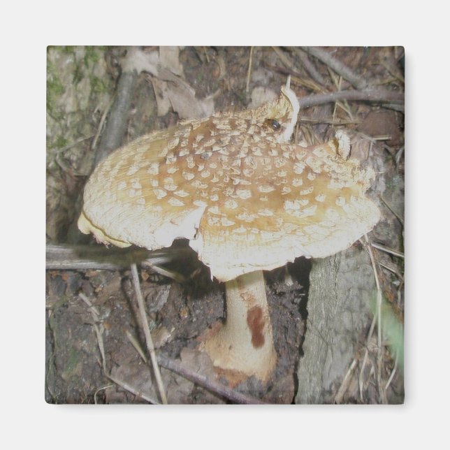 Polka Dot Mushroom Magnet (Vorne)