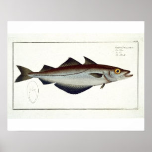 Pollack (Pollachius pollachius) Platte LXVIII aus Poster