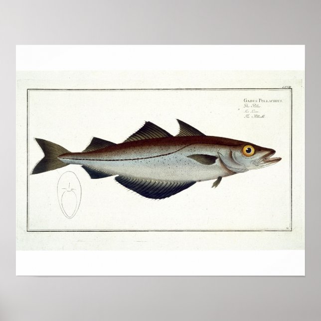 Pollack (Pollachius pollachius) Platte LXVIII aus Poster (Vorne)