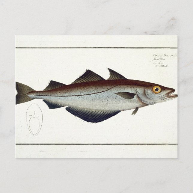 Pollack (Pollachius pollachius) Platte LXVIII aus Postkarte (Vorderseite)