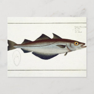Pollack (Pollachius pollachius) Platte LXVIII aus Postkarte