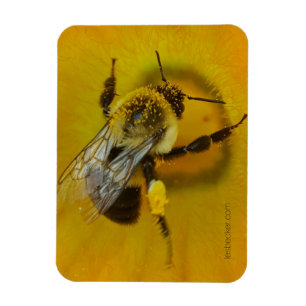 Pollen-covered Bee Magnet