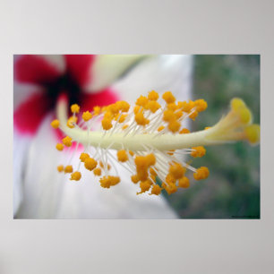 Pollen Poster