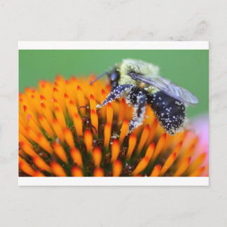 Pollenbewuchs Postkarte