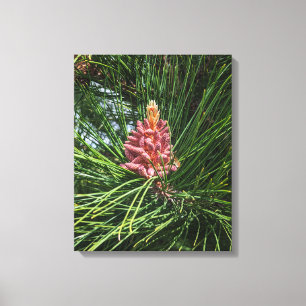 Pollenkrone (Pinus resinosa) Leinwanddruck