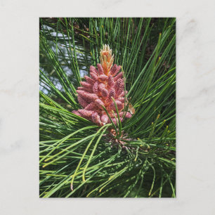 Pollenkrone (Pinus resinosa) Postkarte