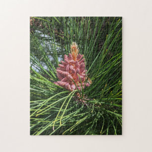 Pollenkrone (Pinus resinosa) Puzzle