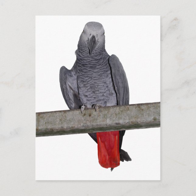 Polly Postcard Postkarte (Vorderseite)