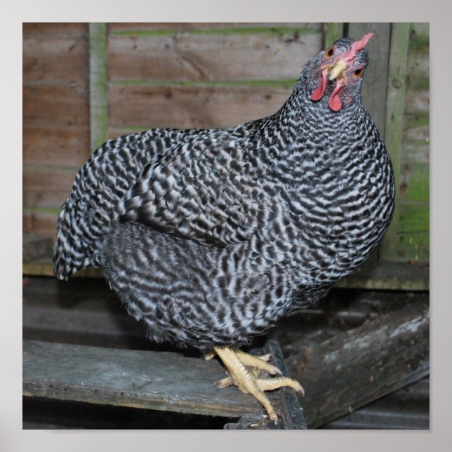 Polly the Plymouth Rock Poster (Vorne)