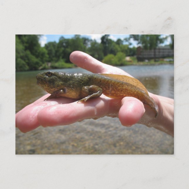 Pollywog Postkarte (Vorderseite)