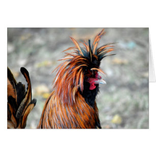 Polnisch Created Rooster