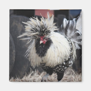 Polnisch Created Rooster Magnet