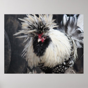 Polnisch Created Rooster Poster