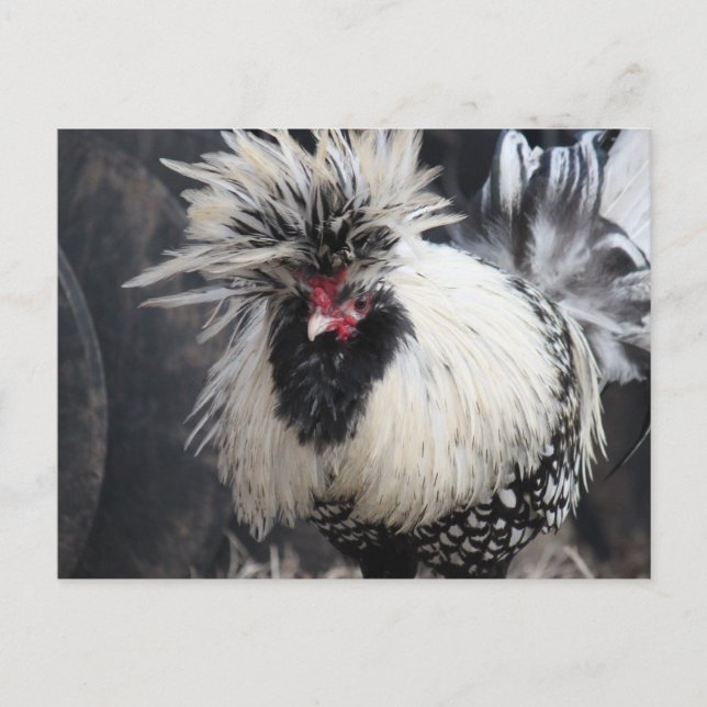 Polnisch Created Rooster Postkarte (Vorderseite)