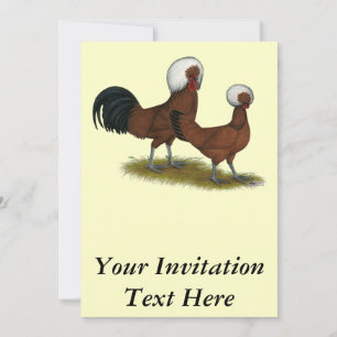 Polnisch: White Crested Reds Einladung