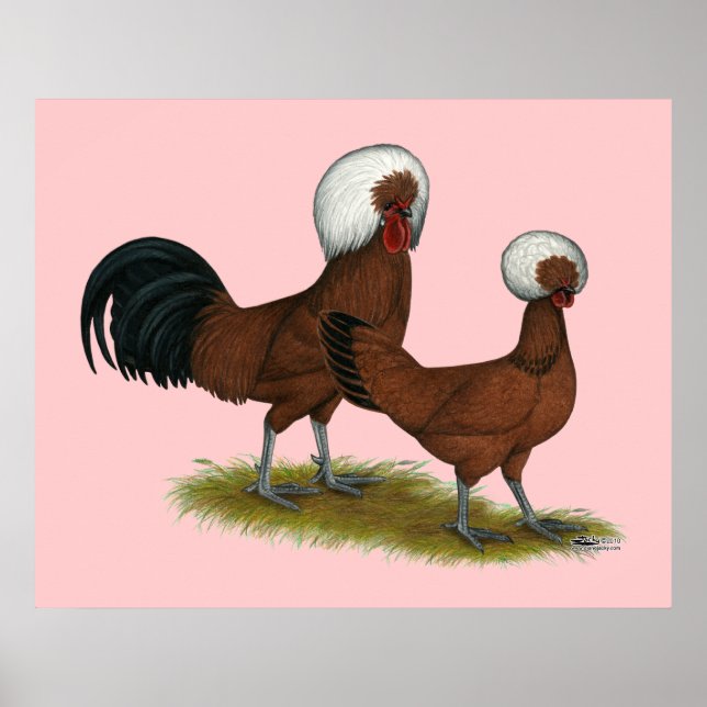 Polnisch: White Crested Reds Poster (Vorne)