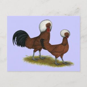 Polnisch: White Crested Reds Postkarte