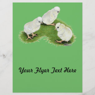 Polnische Splash-Küken Flyer