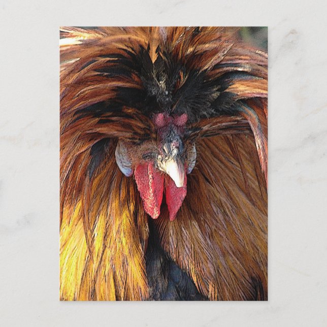 Polnischer Roo Postkarte (Vorderseite)