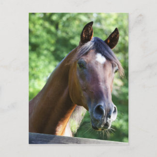 Polnisches Arabisches Pferd Postkarte
