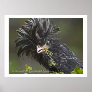 Polnisches Hühnchen Poster