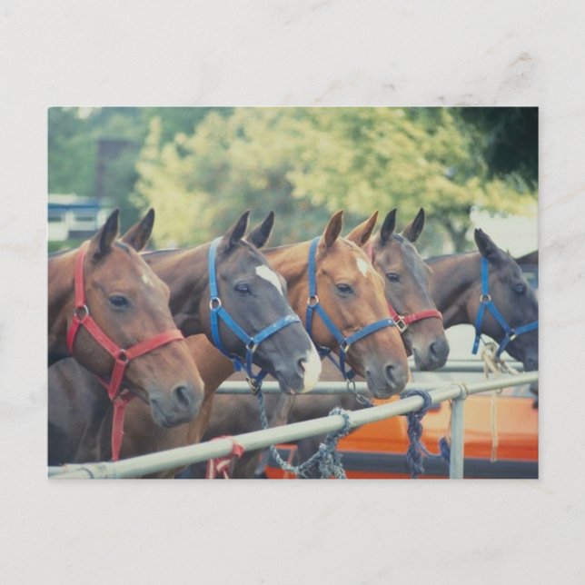 Polo Pony String Postkarte (Vorderseite)