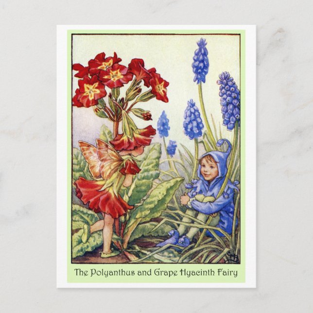 Polyanthus and Grape Hyacinth Fairy Postkarte (Vorderseite)
