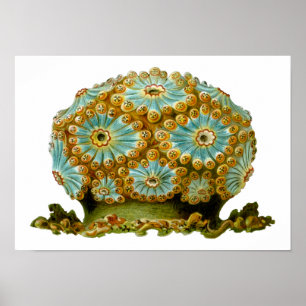 Polycyclus cyaneus Ernst Haeckel Kunst Poster