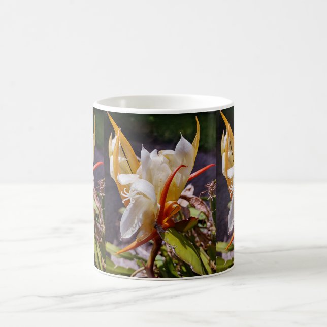 POLYNESIAN DRAGON CACTUS NIGHBLOOM KAFFEETASSE (Mittel)