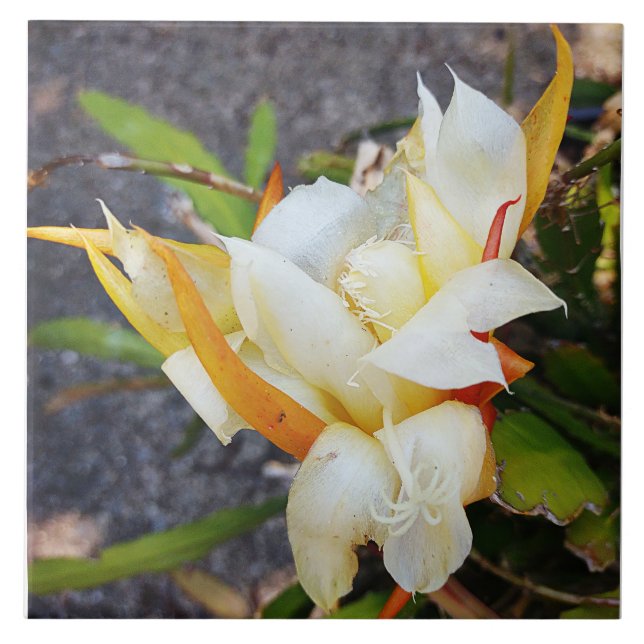 POLYNISCH DRAGON CACTUS NIGHT BLOOM Fliesen (Vorderseite)