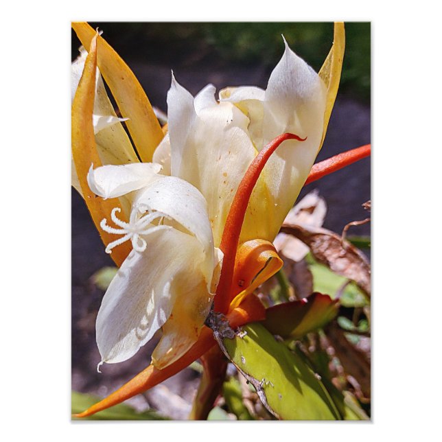 POLYNISIAN DRAGON CACTUS NIGHBLOOM FOTODRUCK (Vorne)