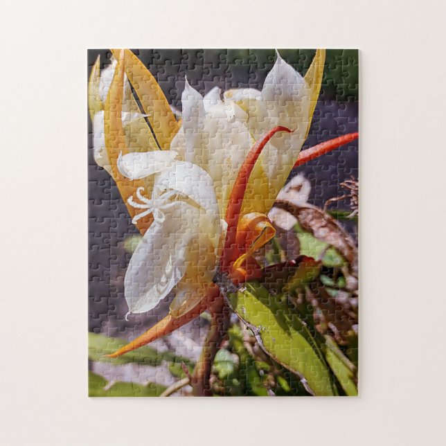 POLYNISIAN DRAGON CACTUS NIGHBLOOM PUZZLE (Vertikal)
