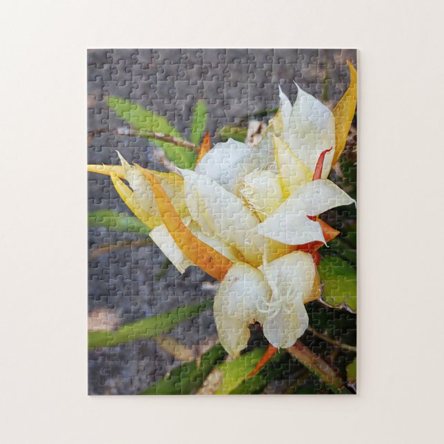 POLYNISIAN DRAGON CACTUS NIGHBLOOM PUZZLE (Vertikal)