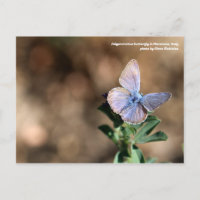 Polyommatus-Schmetterling in Maremma, Italien Post
