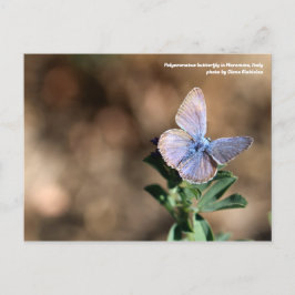 Polyommatus-Schmetterling in Maremma, Italien Post Postkarte