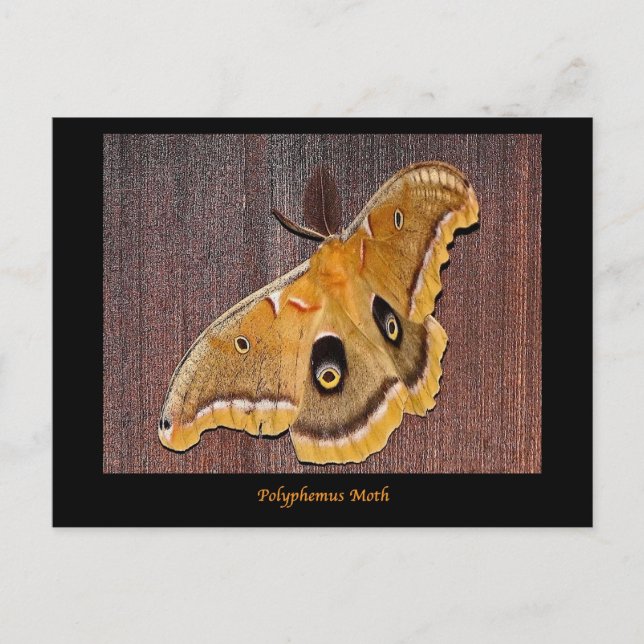 Polyphemus Moth Postkarte (Vorderseite)